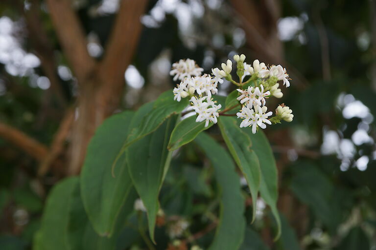 Heptacodium miconioides