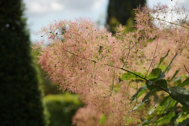 Cotinus coggygria