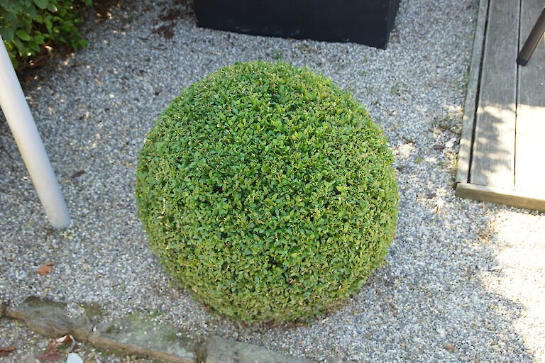 Buxus sempervirens arborescens