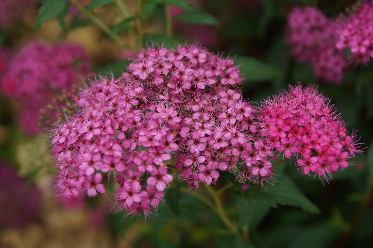 Spiraea bumalda 'Anthony Waterer'