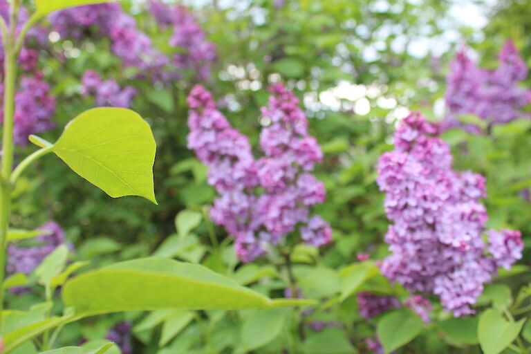 Syringa vulgaris 'Clarance D. v. Zandt'