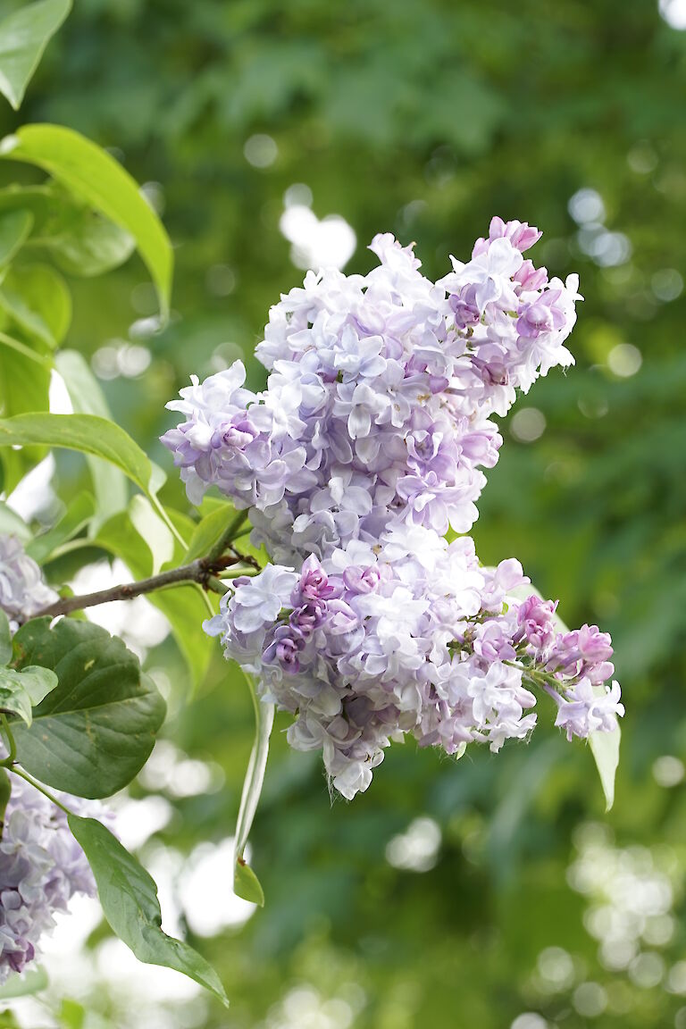 Syringa vulgaris Nadezhda