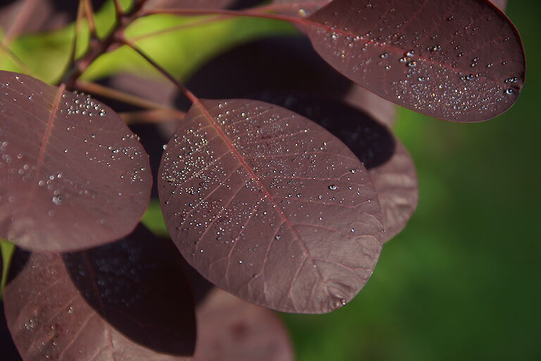 Cotinus coggygria 'Royal Purple'