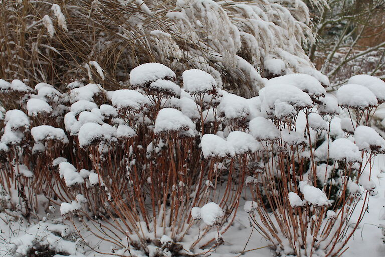 Sedum Winter