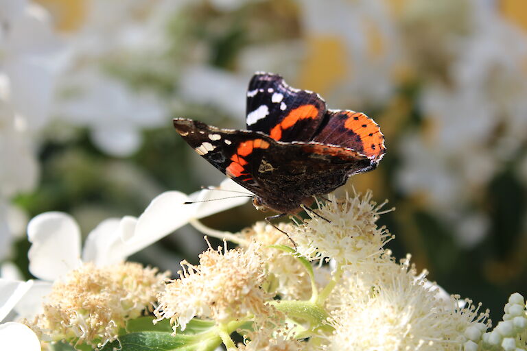 Hydrangea paniculata 'Butterfly' Insekt