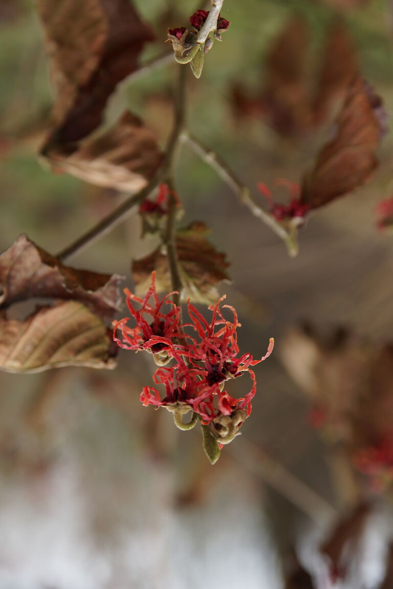 Hamamelis intermedia 'Carmin Red'