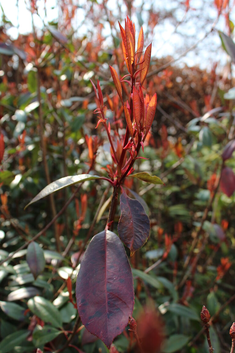 Photinia fraseri 'Red Robin'