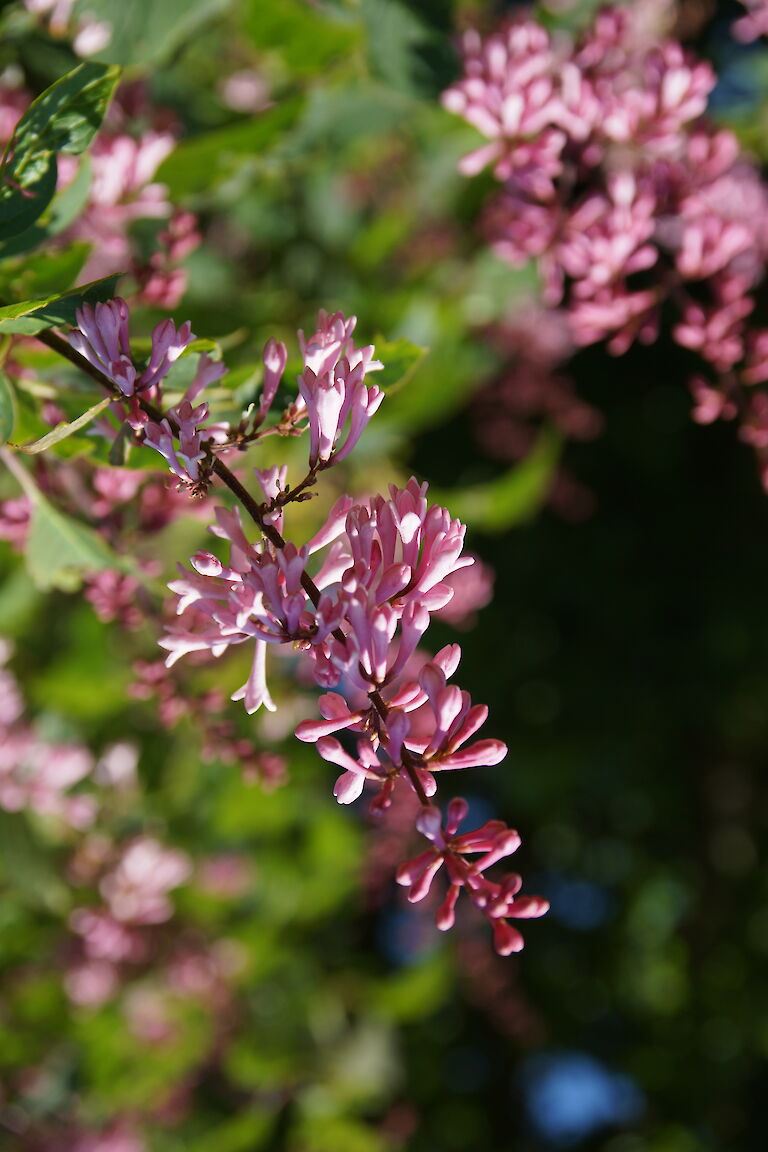 Syringa prestoniae 'Romeo'