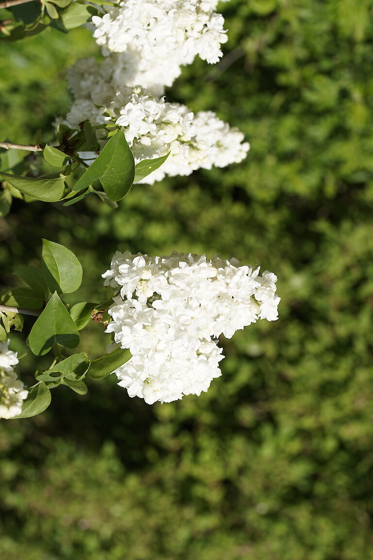 Syringa vulgaris Monique Lemoine