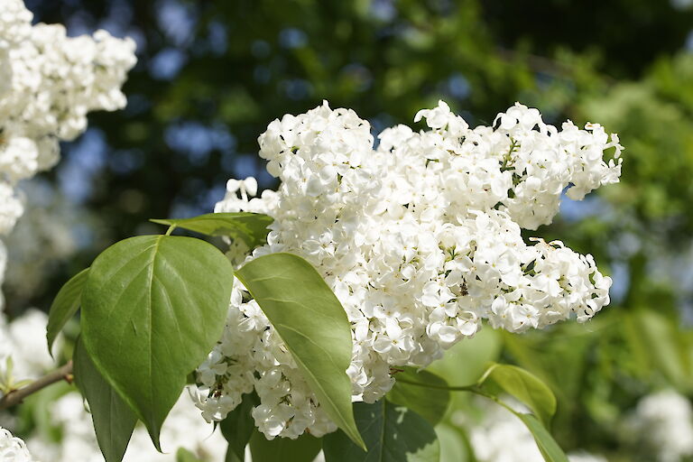 Syringa hyacinthiflora Sister Justina