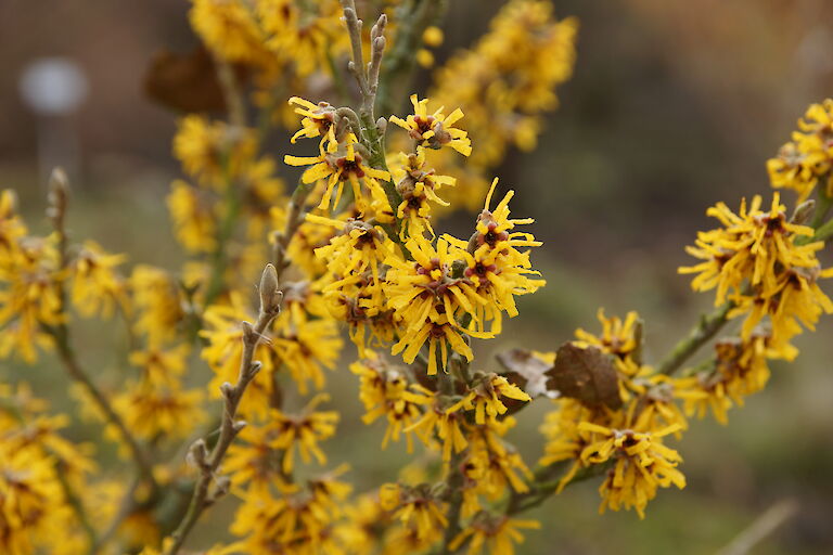 Hamamelis intermedia 'James Wales'