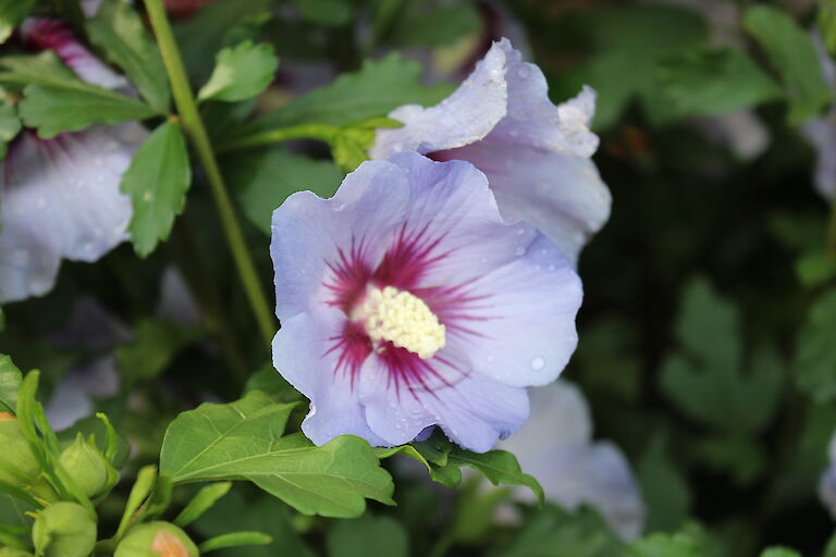 Hibiscus syriacus 'Silke'