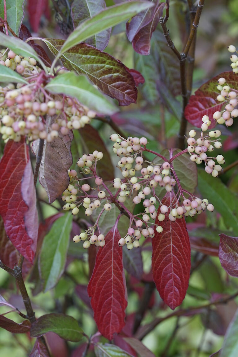 Viburnum nudum Winterthur