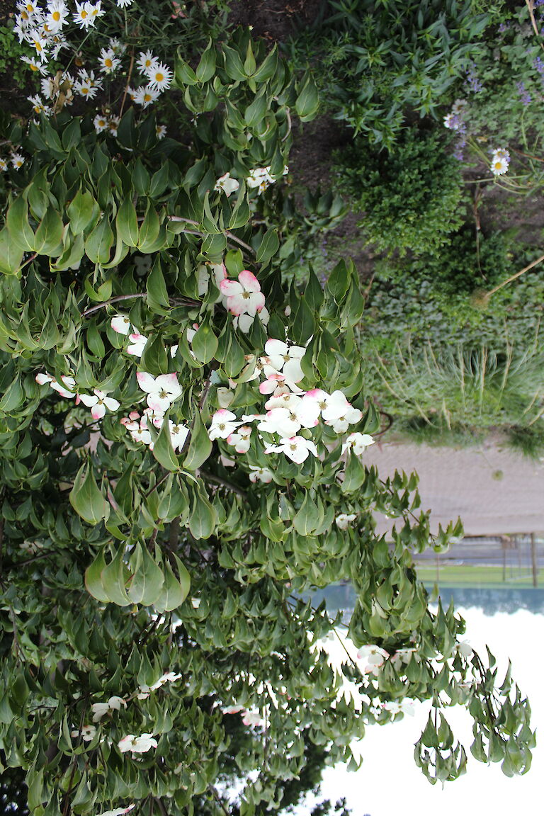 Cornus kousa