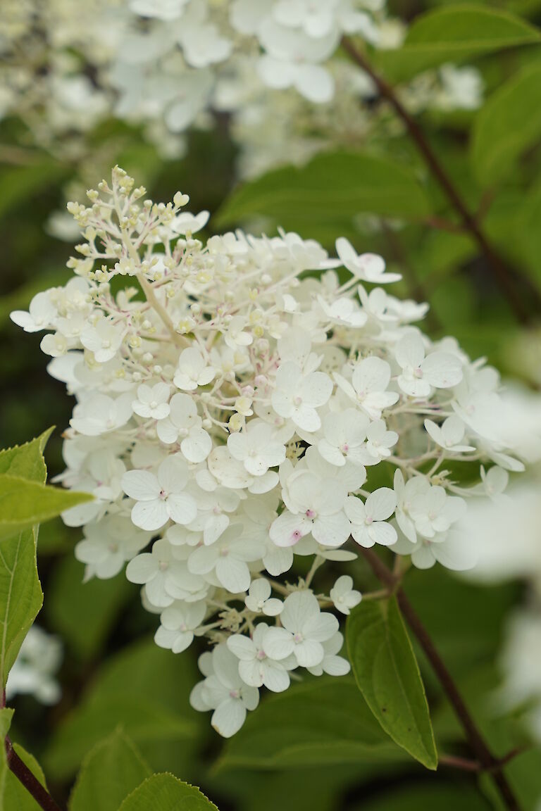 Hydrangea paniculata Silver Dollar