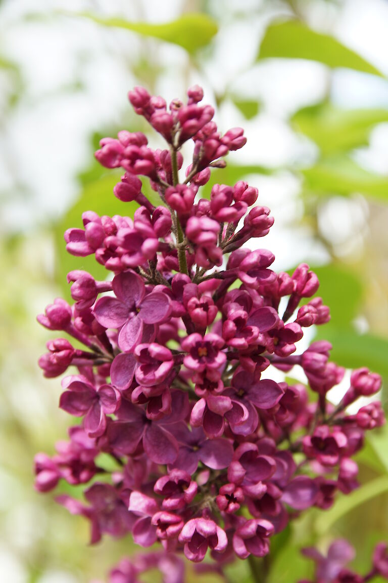 Syringa vulgaris Ludwig Spaeth