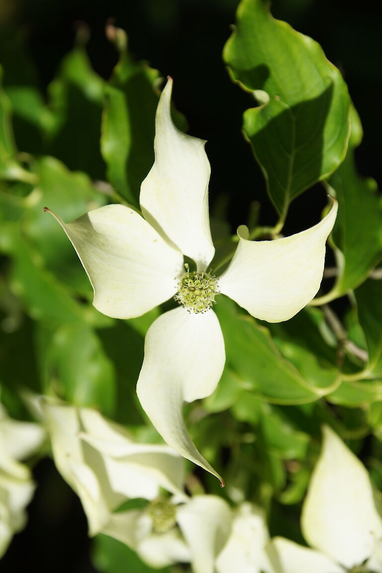 Cornus kousa 'China Girl'