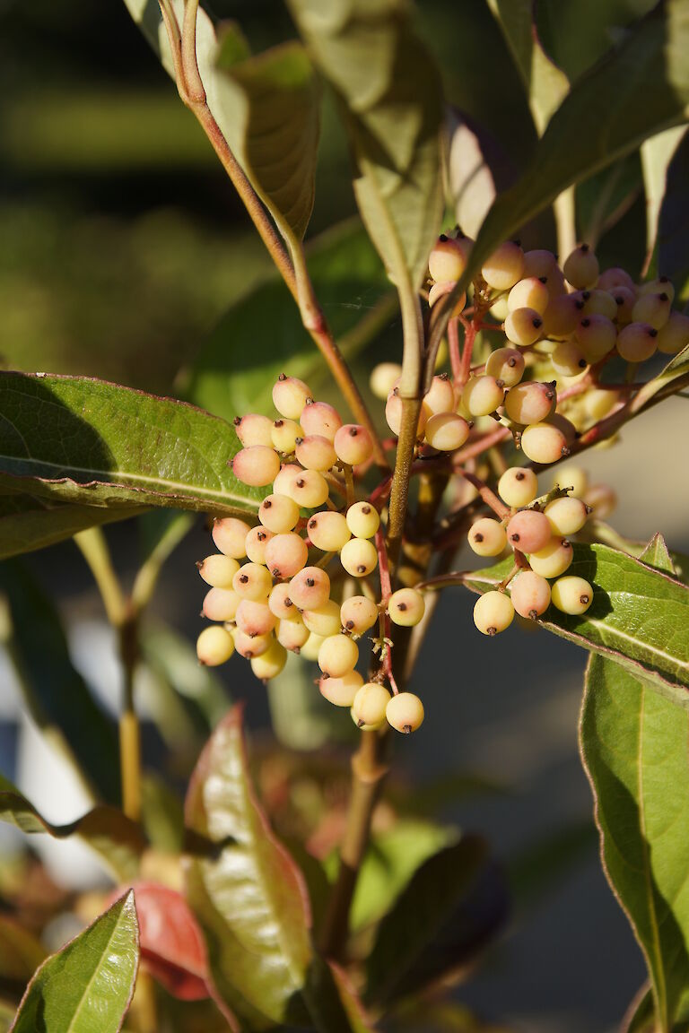 Viburnum nudum 'Winterthur'