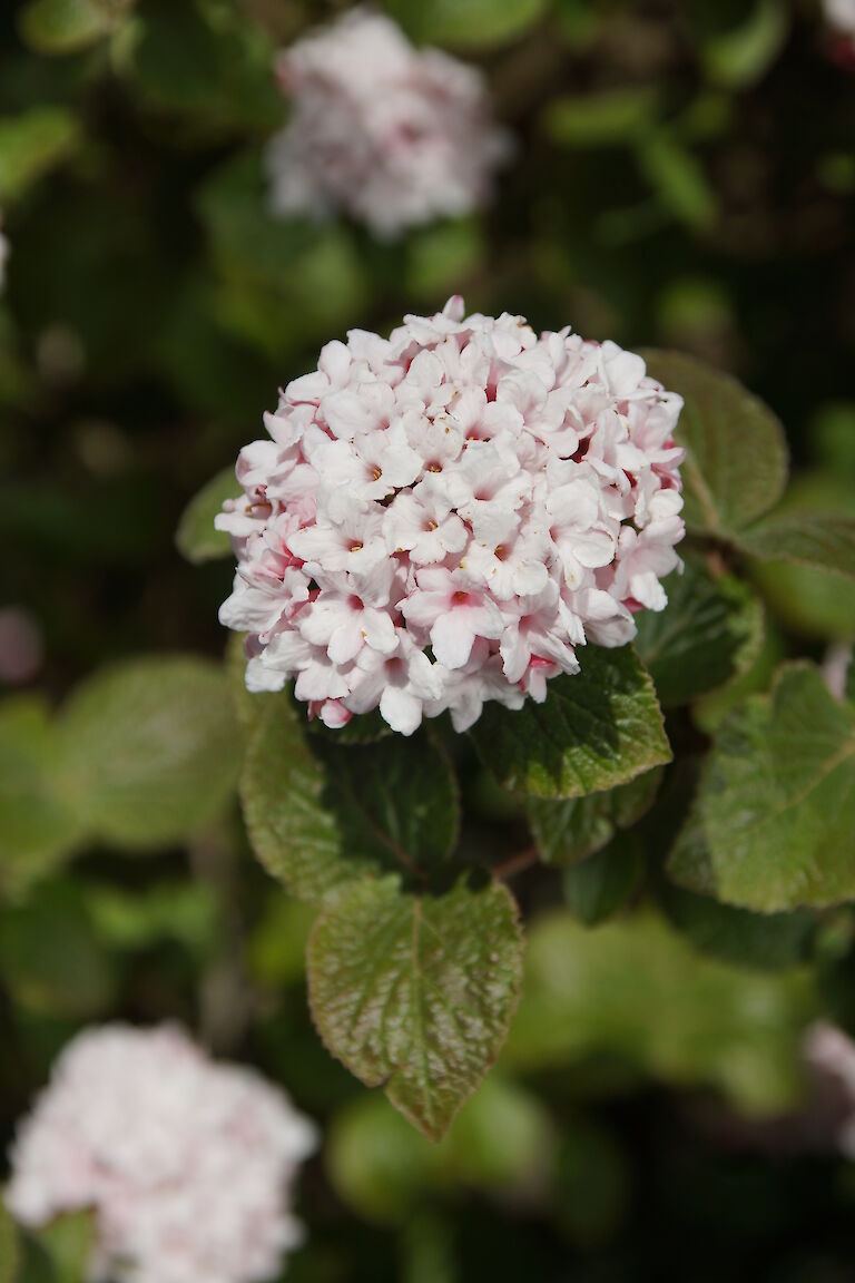 Viburnum carlesii