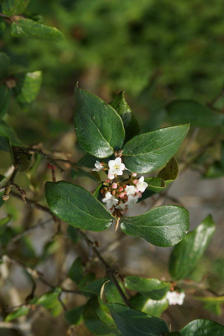 Viburnum burkwoodii