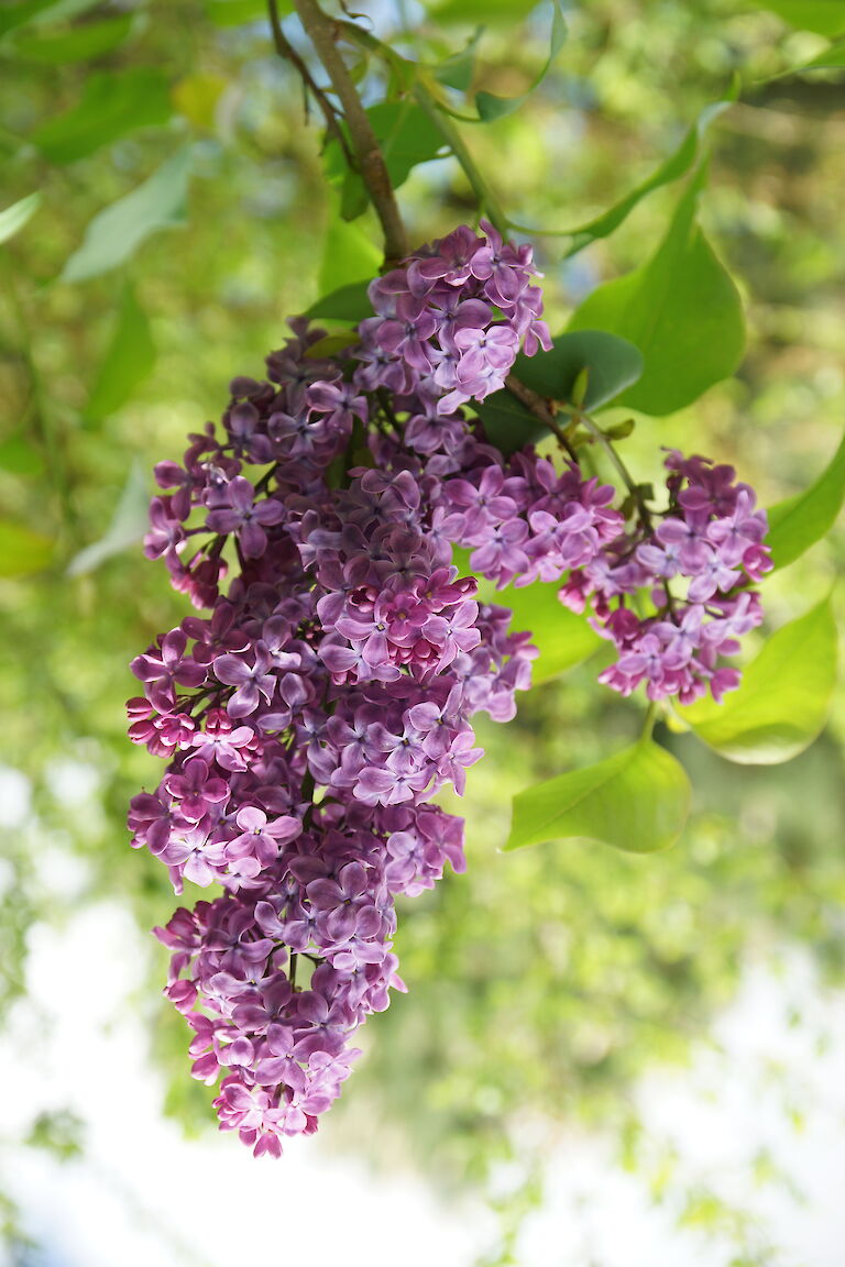 Syringa vulgaris Amor