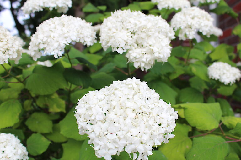 Hydrangea arborescens 'Annabelle'