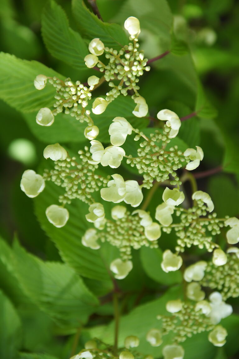 Viburnum plicatum 'Lanarth'