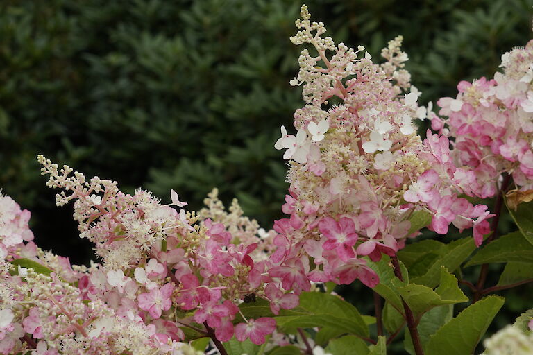 Hydrangea paniculata Pinky Winky