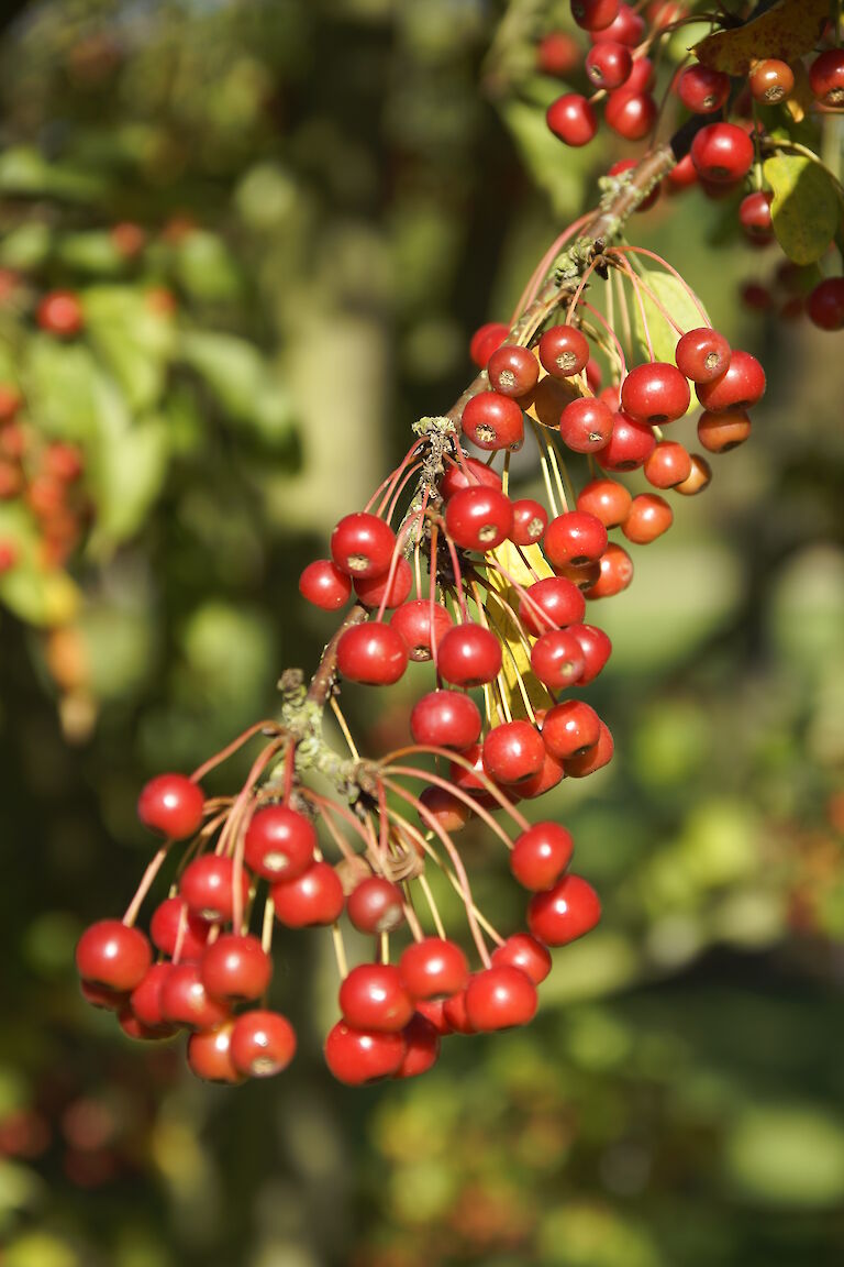 Malus 'Red Jewel'