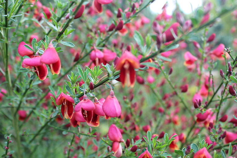 Cytisus scoparia 'Burkwoodii'