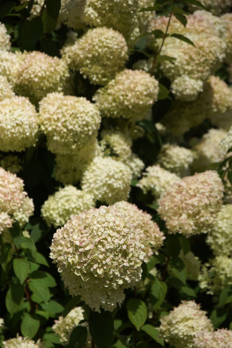 Hydrangea paniculata 'Limelight'