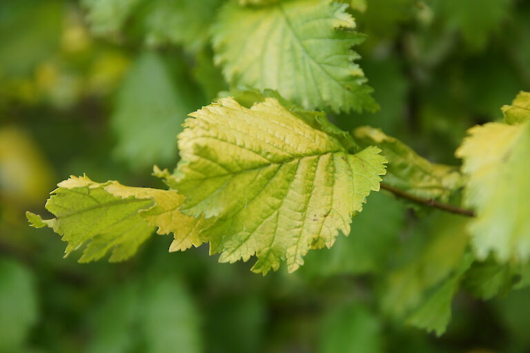 Ulmus carpinifolia 'Wredei'