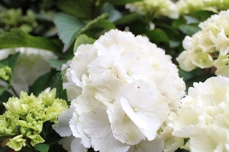 Hydrangea macrophylla weiß