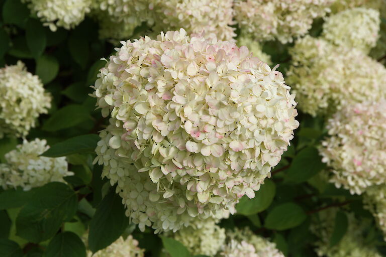 Hydrangea paniculata 'Limelight'