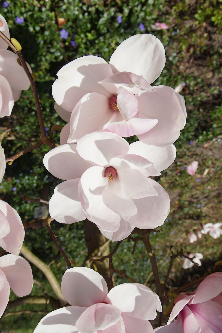 Magnolia 'Laura'