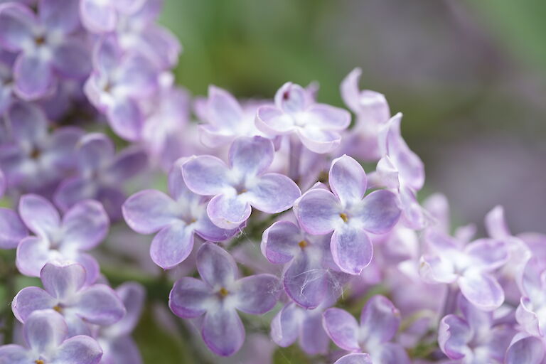 Syringa vulgaris Nana