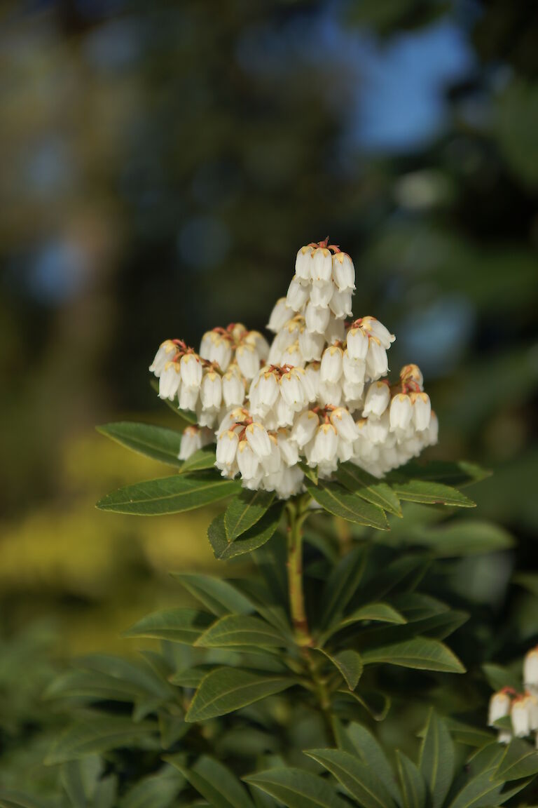 Pieris japonica