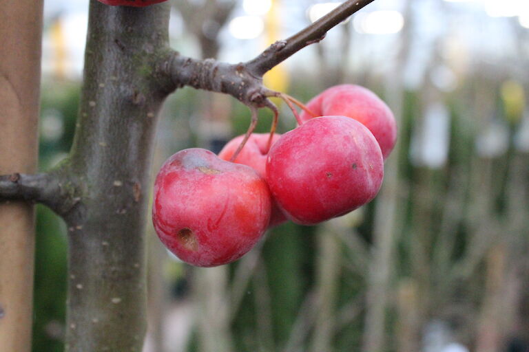 Malus Red Sentinel