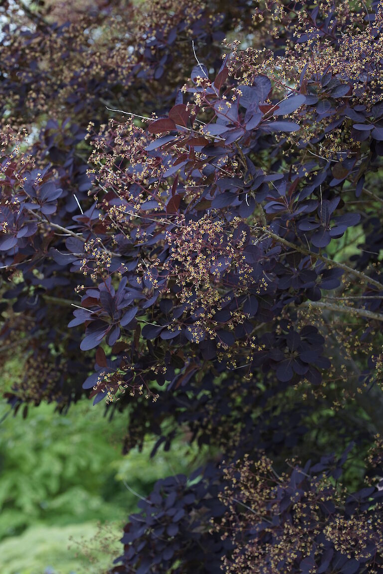 Cotinus cogg. Royal Purple