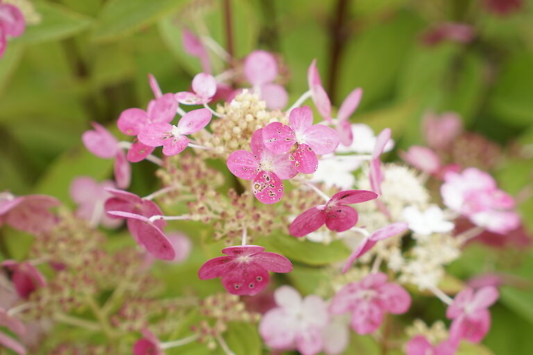 Hydrangea paniculata Early Sensation