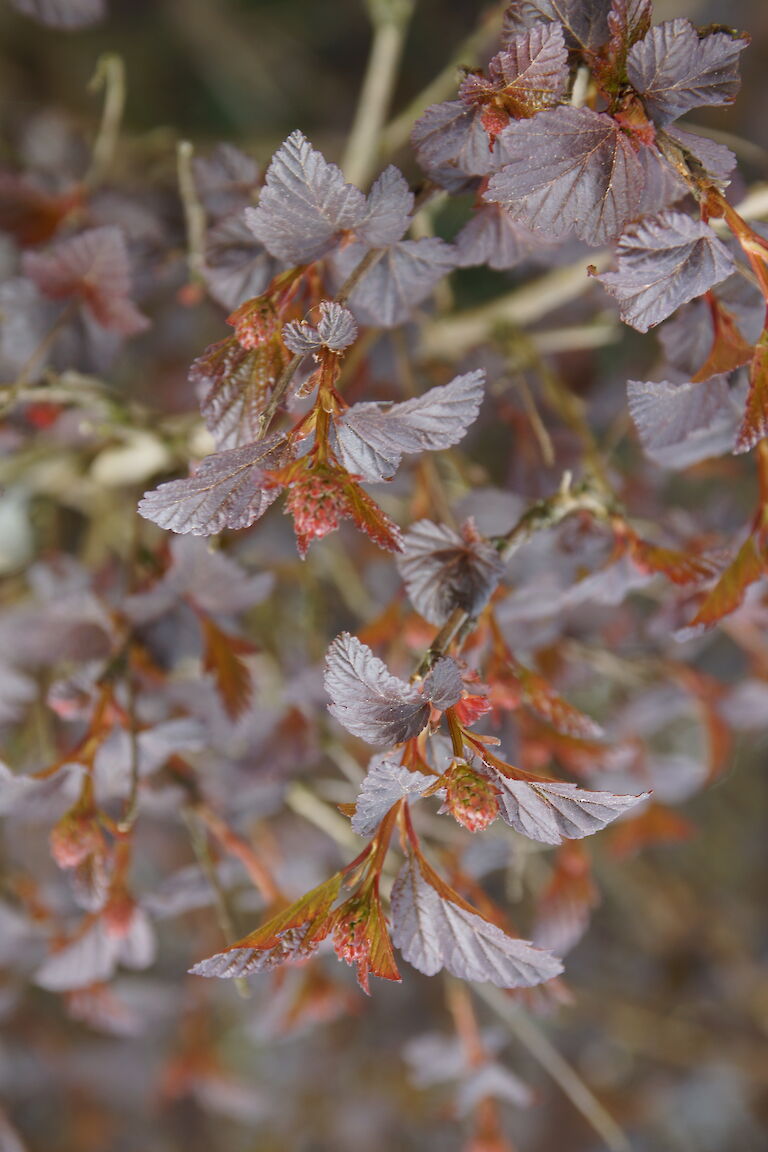 Physocarpus opulifolius 'Diabolo'