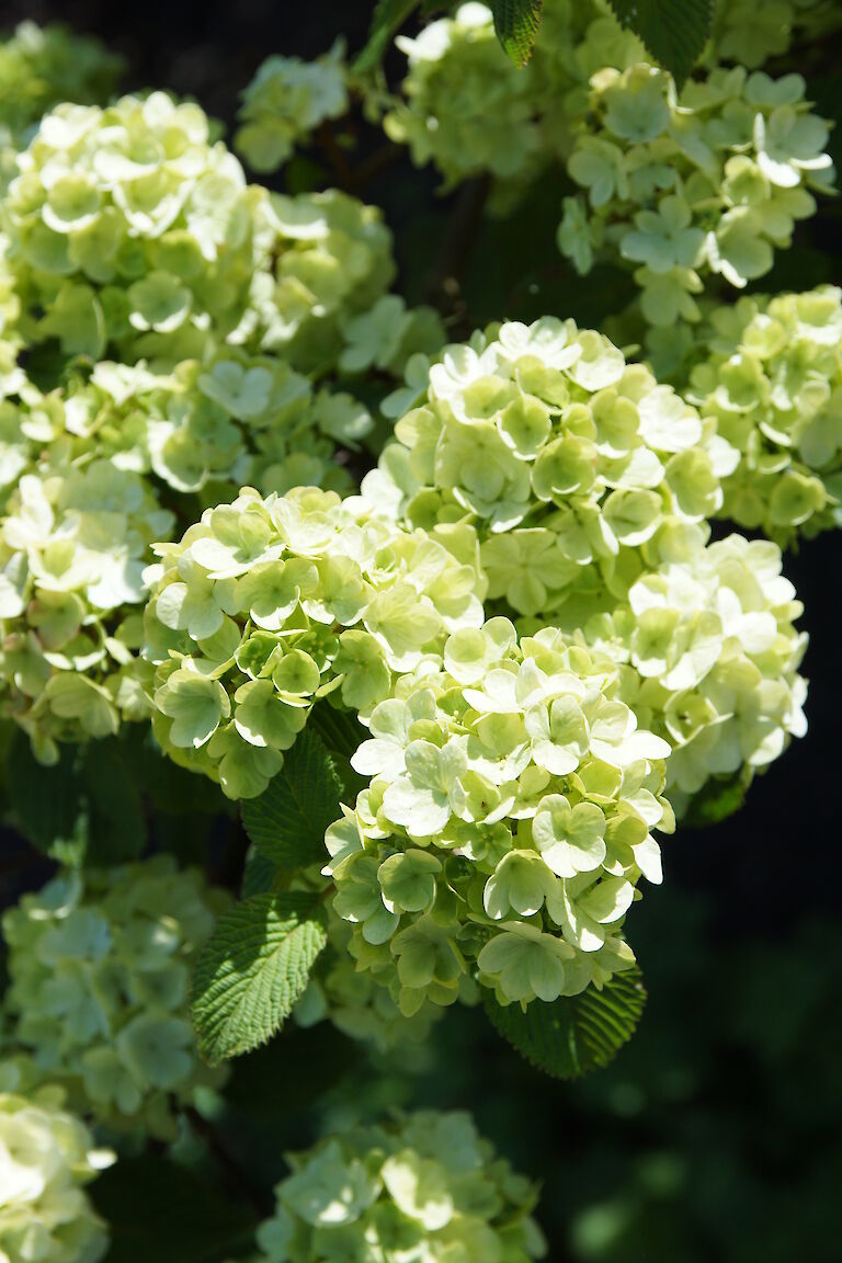 Viburnum plicatum 'Red Robin'