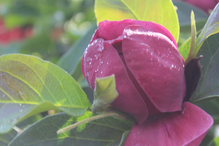 Magnolia 'Genie'