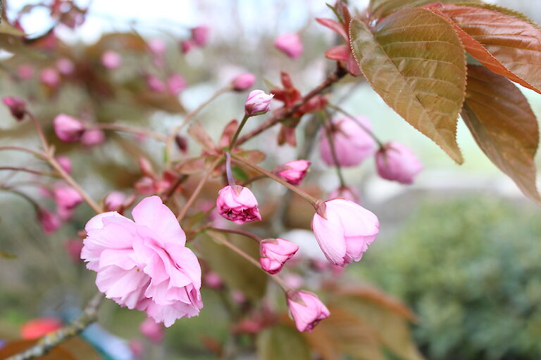 Prunus serrulata 'Kanzan'