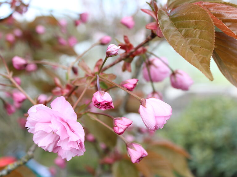 Prunus serrulata 'Kanzan'