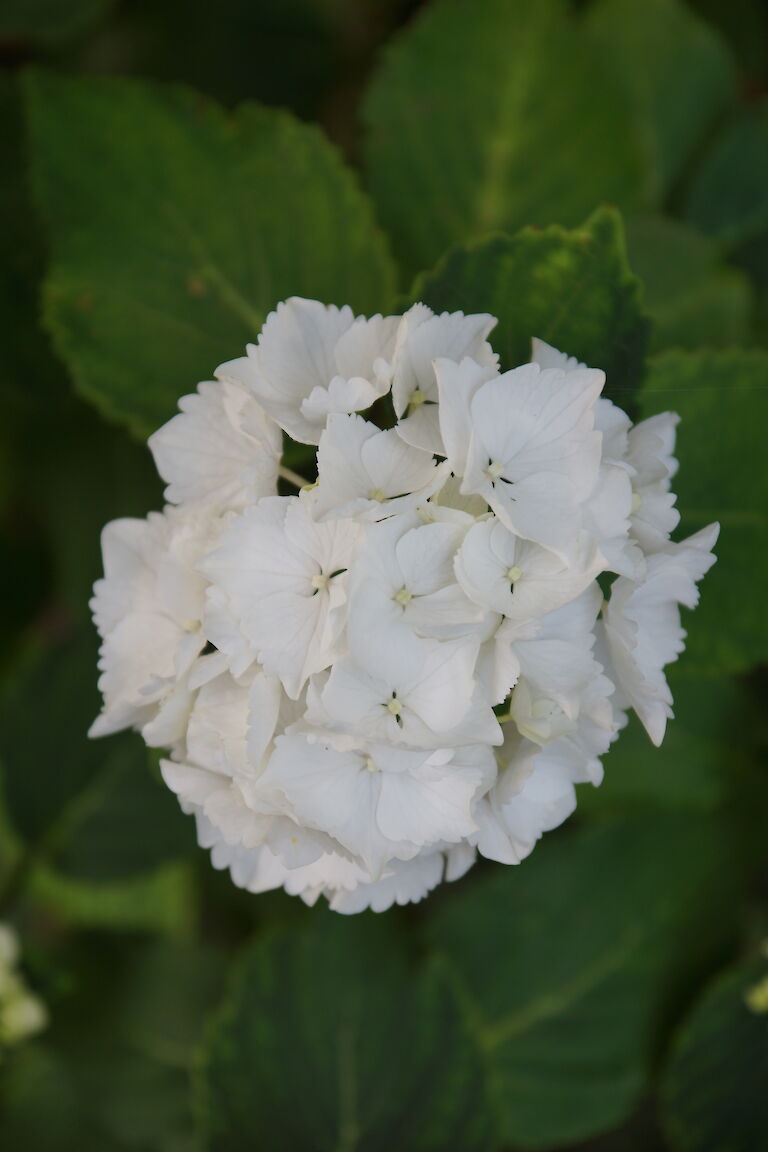  Hydrangea macrophylla