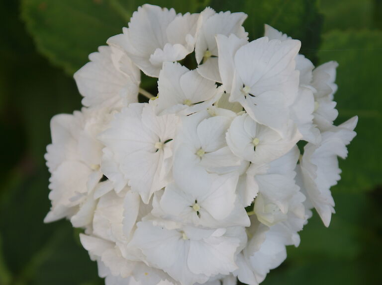  Hydrangea macrophylla