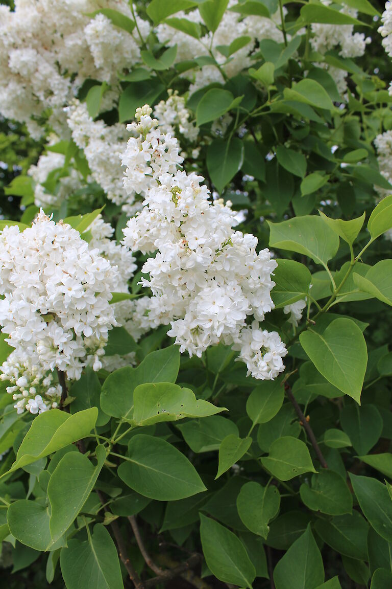 Syringa vulgaris 'J.F. Kennedy'