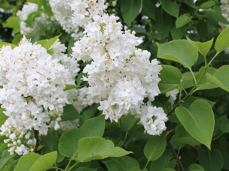 Syringa vulgaris 'J.F. Kennedy'