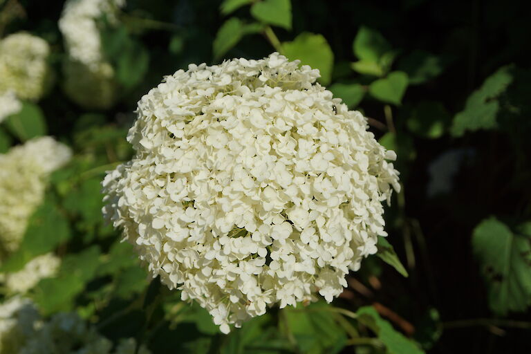 Hydrangea arborescens 'Annabelle'